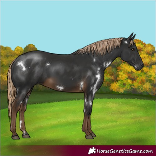 Horse Color:Gray White Spotted Chocolate Palomino 
