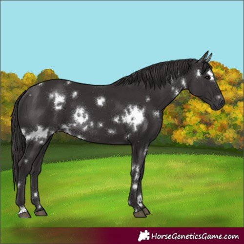 Horse Color:White Spotted Smoky Black Rabicano