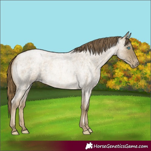 Horse Color:Buckskin Roan Pearl Rabicano 