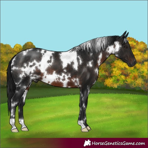 Horse Color:Gray White Spotted Brown 