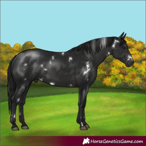Horse Color:Gray White Spotted Black Rabicano 