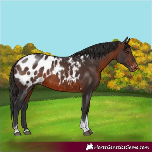 Horse Color:Brown Tobiano Appaloosa 