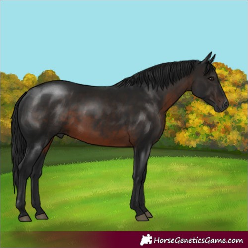 Horse Color:Gray Brown