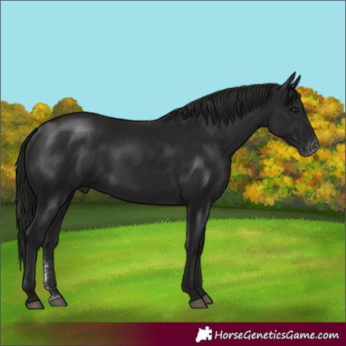 Horse Color:Gray Smoky Black Sabino 