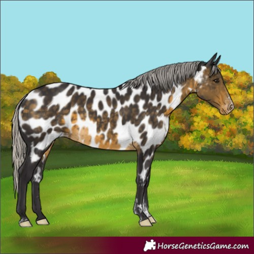 Horse Color:Silver Buckskin Sabino Appaloosa Rabicano