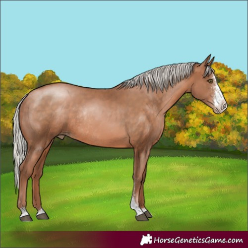 Horse Color:Silver Brown Pearl Sabino Rabicano
