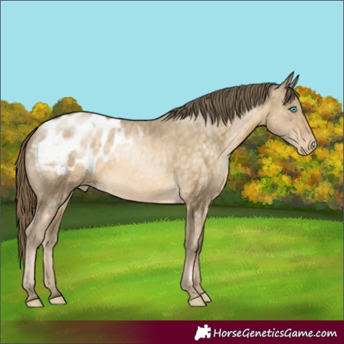 Horse Color:Buckskin Pearl Appaloosa 