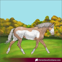 Horse Color:Silver Amber Champagne Frame 