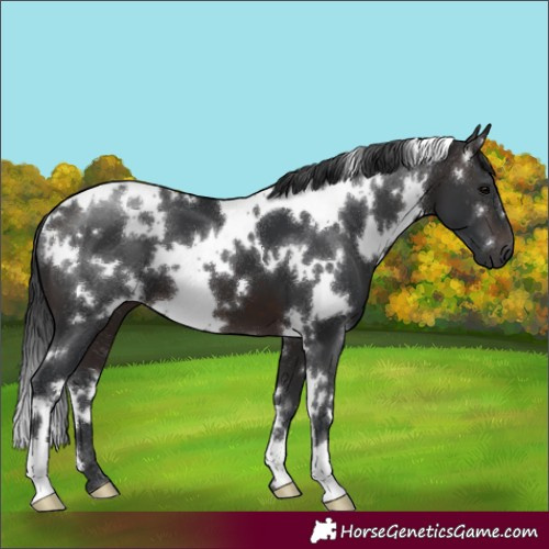 Horse Color:White Spotted Brown