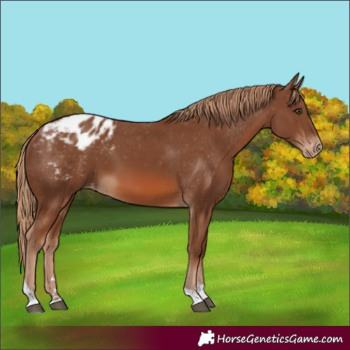 Horse Color:Chestnut Tobiano Blanket