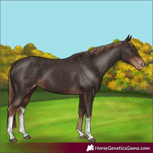 Horse Color:Liver Chestnut Tobiano Appaloosa