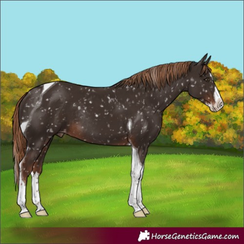 Horse Color:Liver Chestnut Splash Tobiano Appaloosa Rabicano