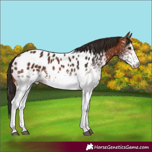 Horse Color:White Spotted Bay Tobiano Appaloosa 