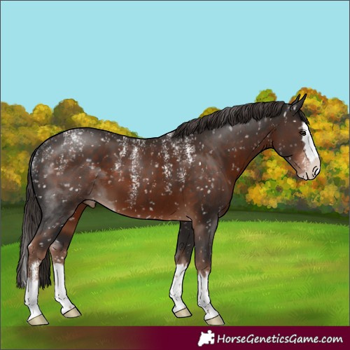 Horse Color:Powder White Liver Chestnut Splash Appaloosa