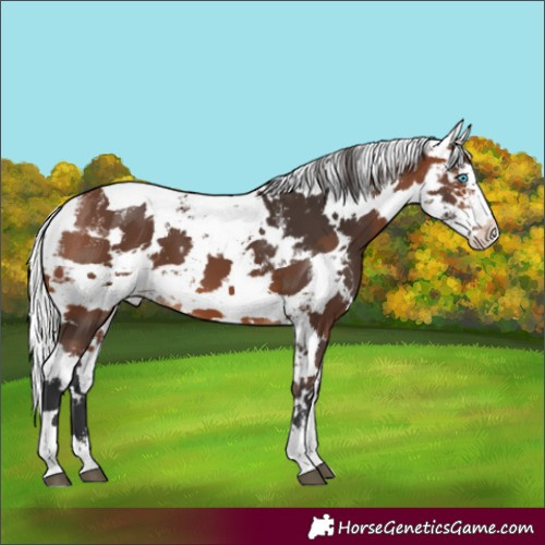 Horse Color:Powder White Bay Harlequin Merle Splash Tobiano Appaloosa