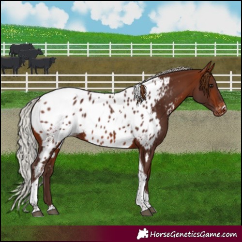 Horse Color:Silver Brown Tobiano Near Leopard