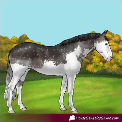 Horse Color:Brown Splash Snowflake Varnish 