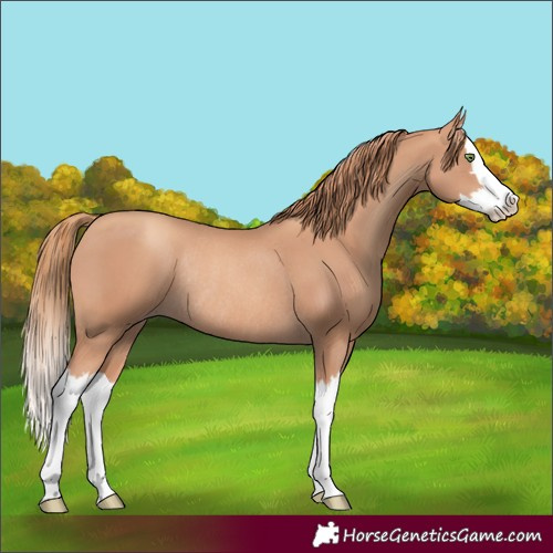 Horse Color:Gold Champagne Splash Rabicano 