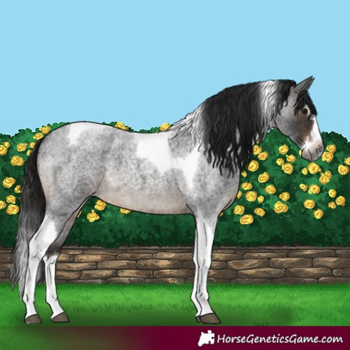 Horse Color:Gray Brown Roan Splash Tobiano 