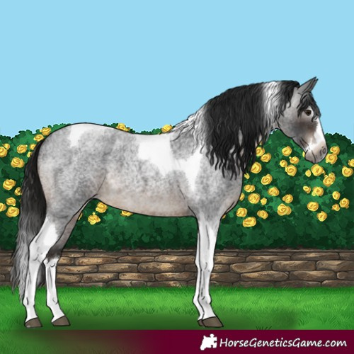 Horse Color:Gray Brown Roan Splash Tobiano