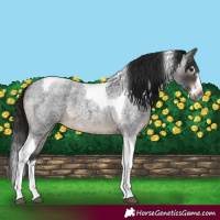 Horse Color:Gray Brown Roan Splash Tobiano