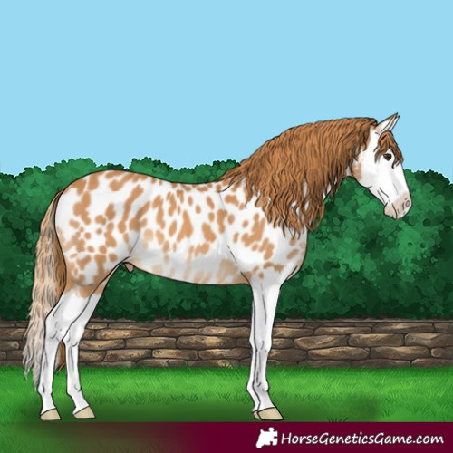 Horse Color:Chestnut Splash Near Leopard