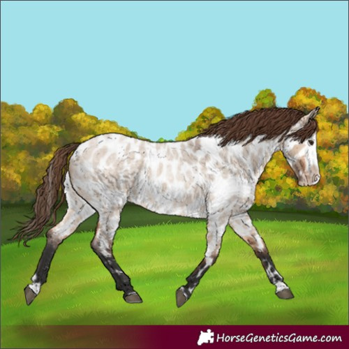 Horse Color:Bay Roan Dun Splash Frame Appaloosa 