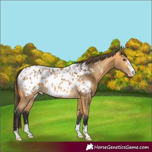 Horse Color:Buckskin Appaloosa