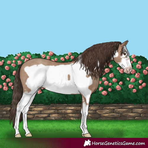 Horse Color:Classic Champagne Sabino Frame