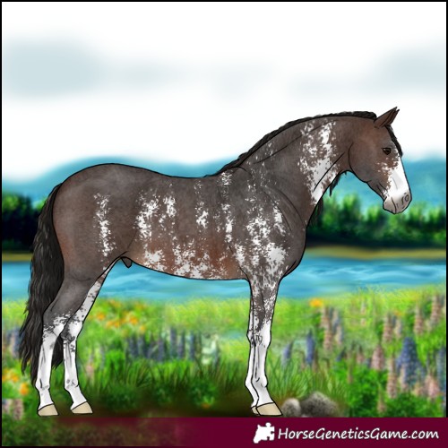 Horse Color:Gray Bay Sabino