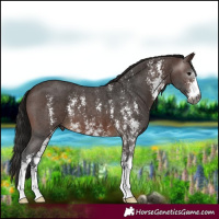 Horse Color:Gray Bay Sabino 