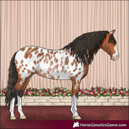 Horse Color:Bay Near Leopard Rabicano 