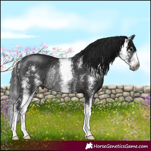 Horse Color:Gray Black Sabino Rabicano