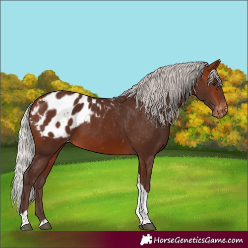 Horse Color:Silver Bay Tobiano Blanket