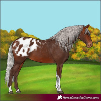 Horse Color:Silver Bay Tobiano Blanket 