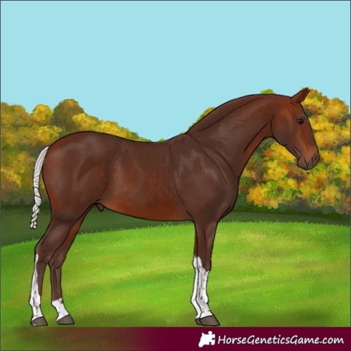 Horse Color:Silver Bay Tobiano 