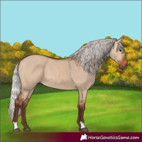 Horse Color:Silver Bay Dun