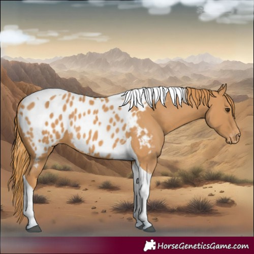 Horse Color:Chestnut Tobiano Near Leopard