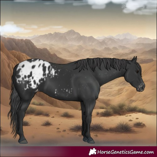 Horse Color:Black Blanket 