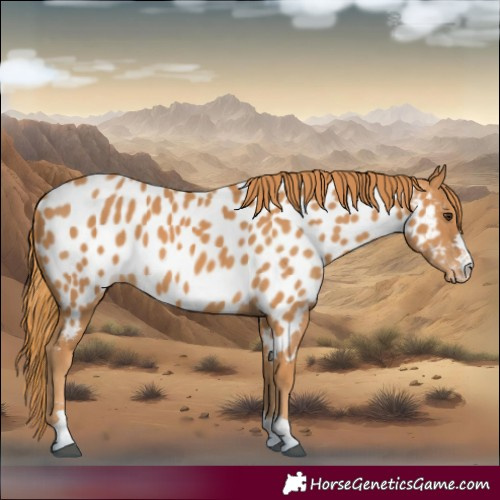 Horse Color:Chestnut Near Leopard 