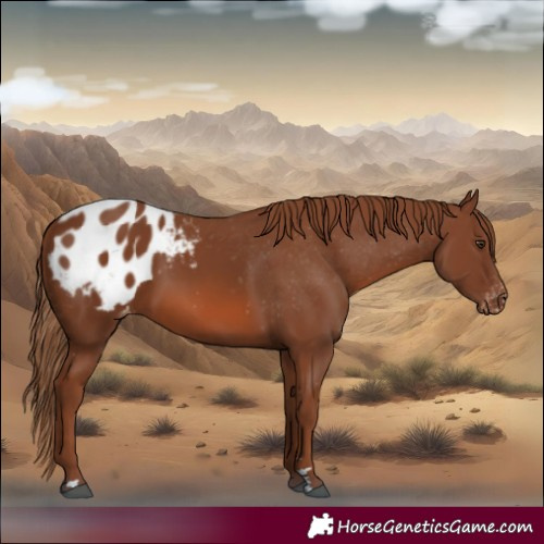 Horse Color:Chestnut Blanket