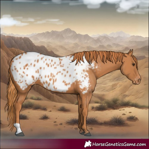 Horse Color:Chestnut Blanket