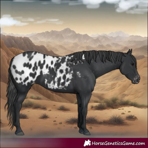 Horse Color:Black Near Leopard 