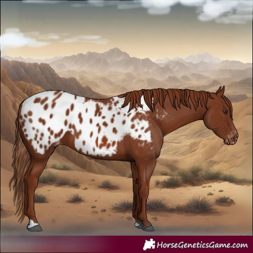 Horse Color:Chestnut Appaloosa 