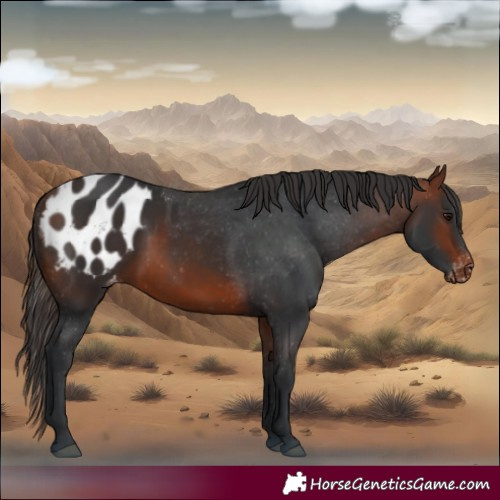 Horse Color:Bay Appaloosa 