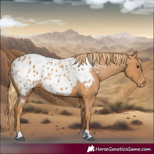 Horse Color:Chestnut Appaloosa 