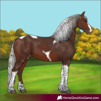 Horse Color:Silver Brown Tobiano Appaloosa 
