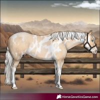 Horse Color:Silver Black Tobiano Frame Skewed LP Spotted Rabicano 