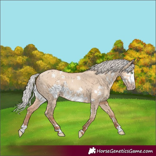 Horse Color:White Spotted Silver Amber Champagne Dun Frame Rabicano