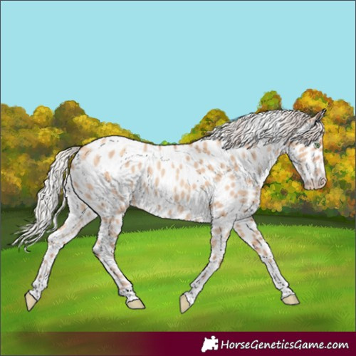 Horse Color:Silver Amber Champagne Dun Tobiano Appaloosa Rabicano 